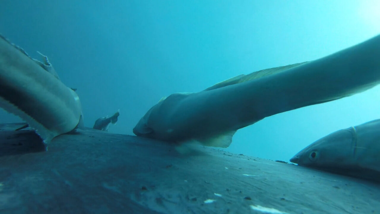 assista:-peixes-ventosa-pegam-carona-nas-costas-de-baleia-jubarte
