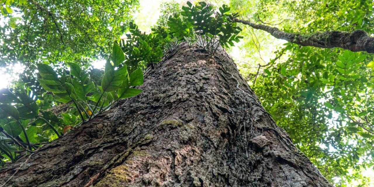 suica-anuncia-doacao-de-r$-33-milhoes-para-fundo-amazonia