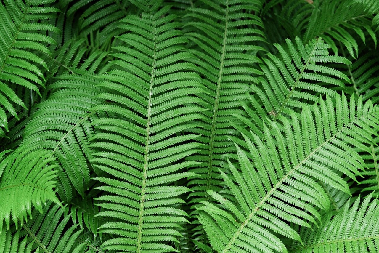 inedito:-cientistas-descobrem-minerais-de-terras-raras-dentro-de-planta-na-china