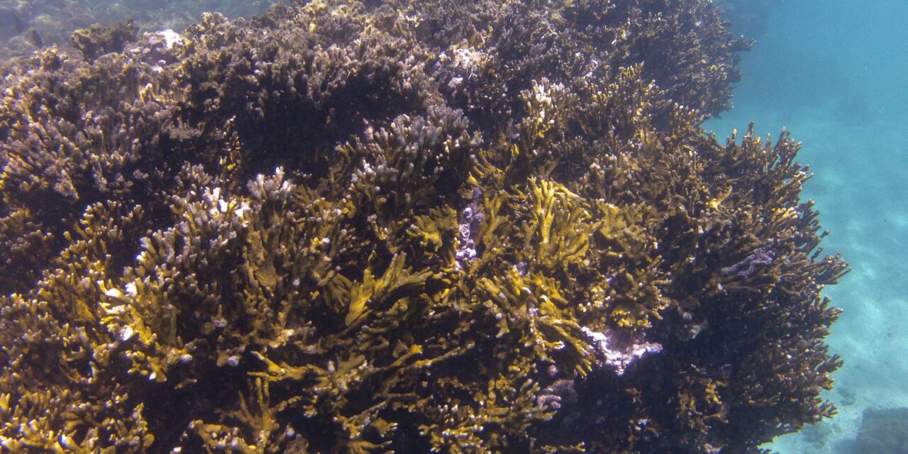 cop30:-coalizao-corais-do-brasil-trabalhara-por-conservacao-de-recifes