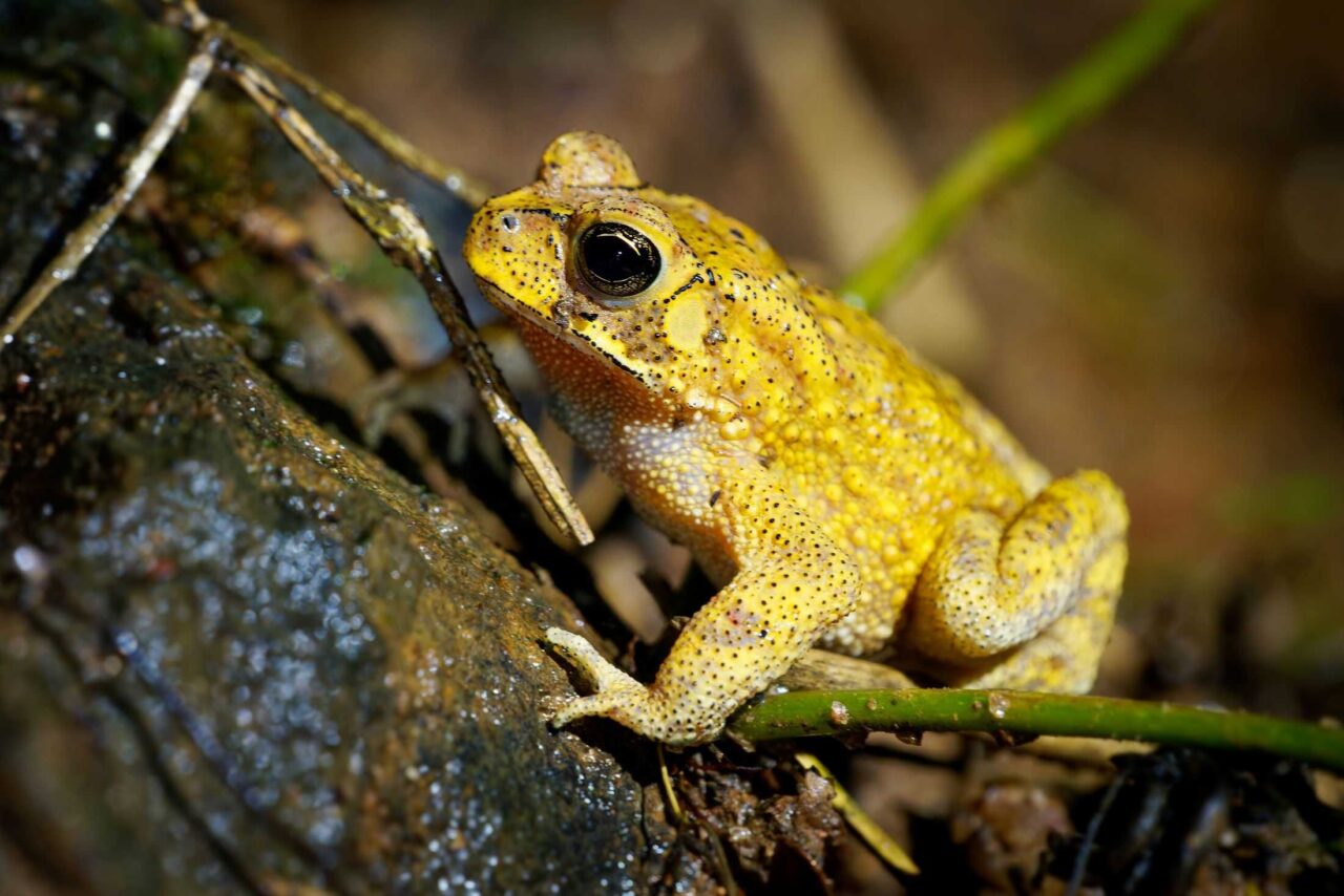 esse-sapo-muda-de-cor-dois-dias-por-ano;-entenda-o-porque