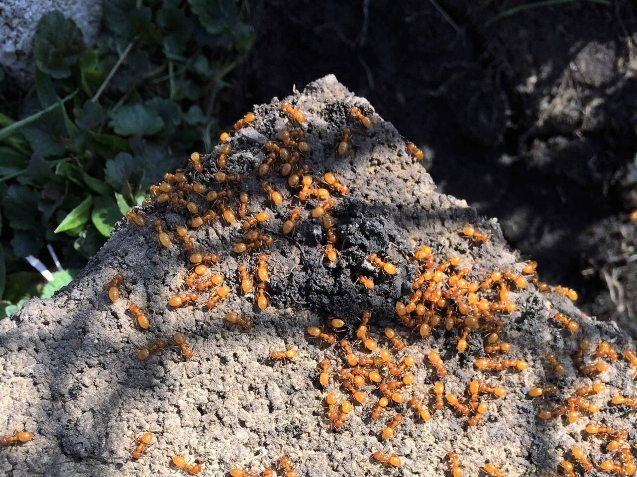 esse-parasita-obriga-as-formigas-a-matarem-a-propria-rainha