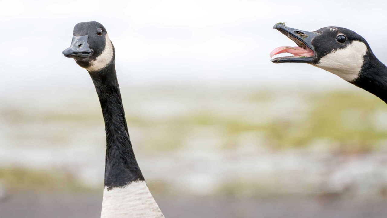 por-que-gansos-sao-tao-agressivos?-descubra-a-origem-desta-furia