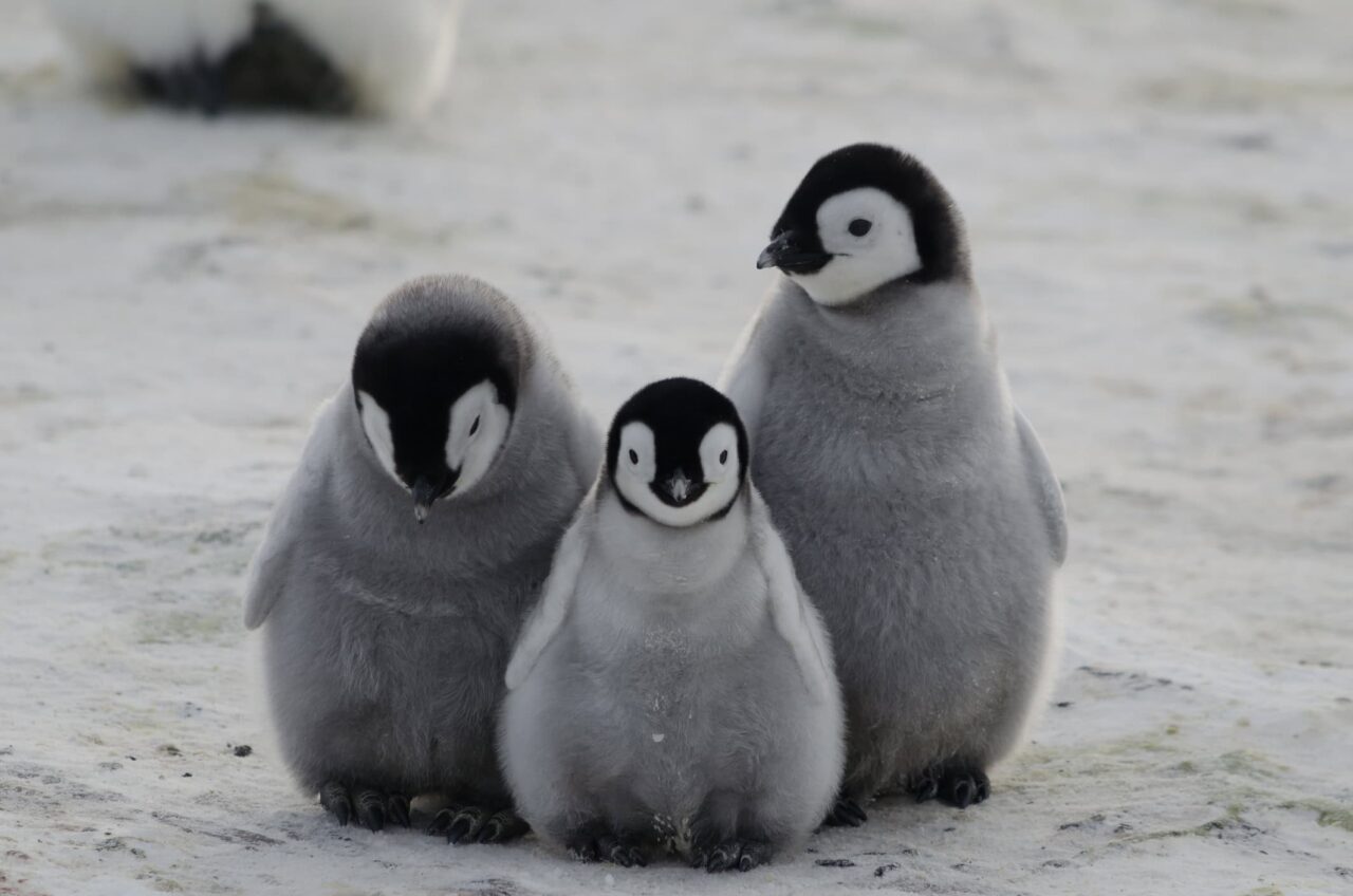 por-que-os-pinguins-nao-congelam-no-frio?-entenda-a-fisiologia-destas-aves-curiosas