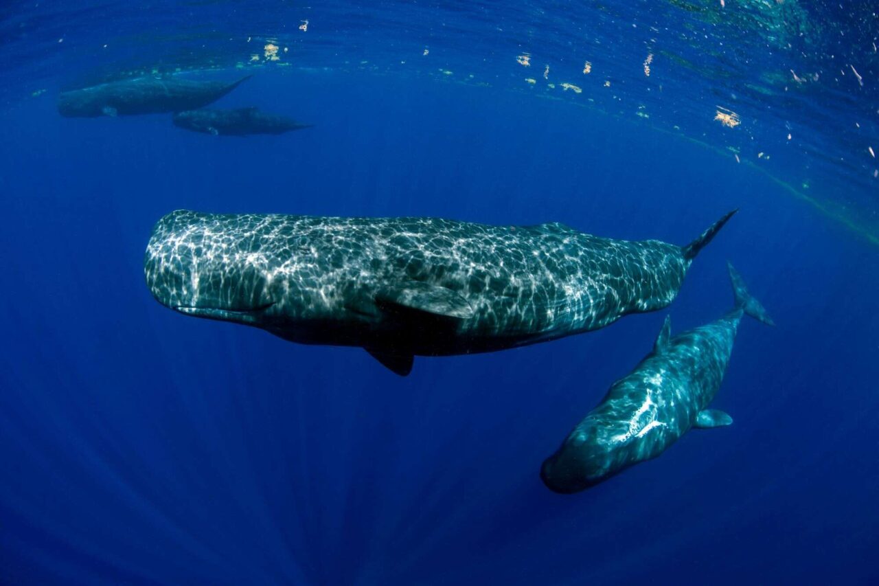 por-que-baleias-cachalotes-se-comunicam-como-se-usassem-vogais-humanas?