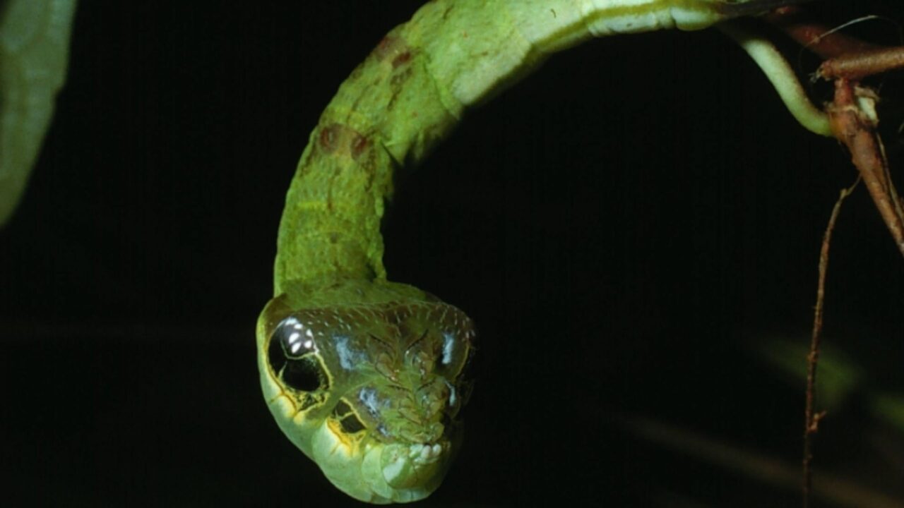 8-animais-que-enganam-outros-seres-vivos-para-sobreviver