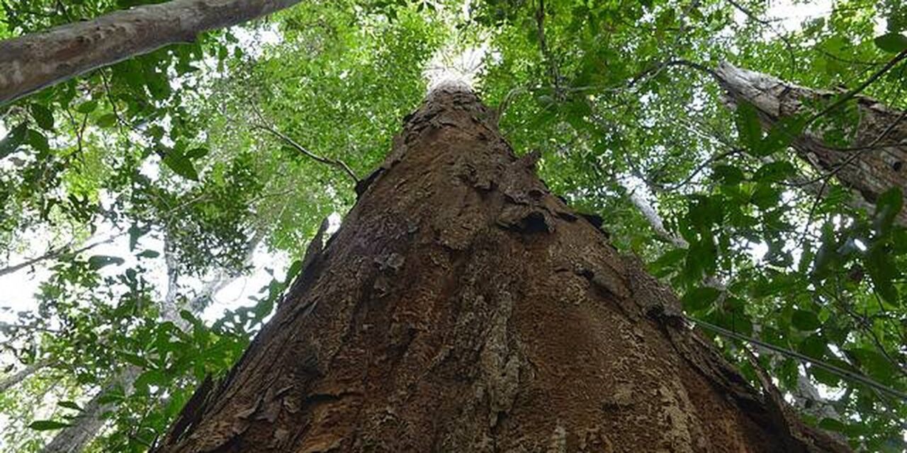 nova-resolucao-aprimora-usos-do-pau-brasil,-arvore-simbolo-do-pais