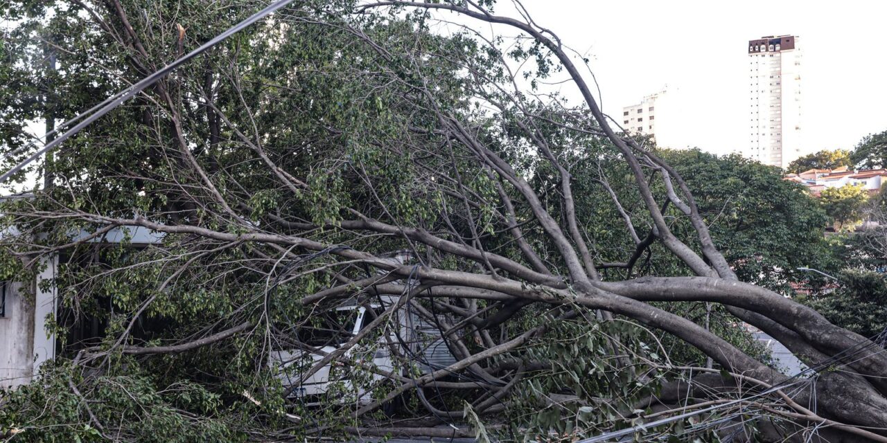 defesa-civil-de-sp-recebe-514-chamados-por-quedas-de-arvores