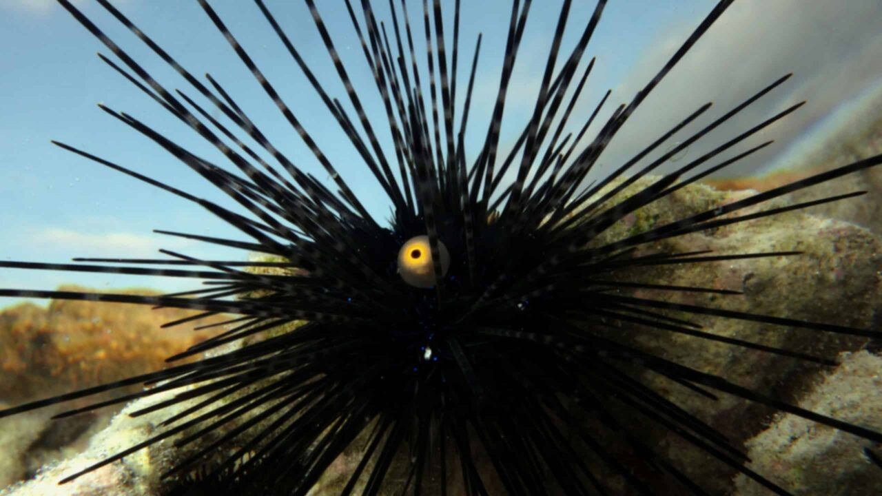 esses-animais-marinhos-sao-vitimas-de-uma-pandemia-silenciosa