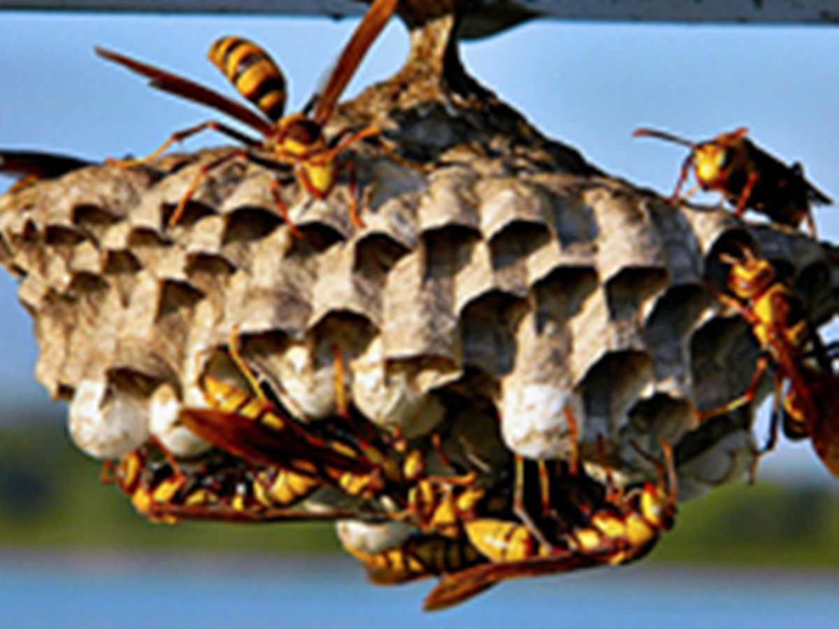 homem-e-morto-na-vespera-de-natal-apos-ataque-de-marimbondos