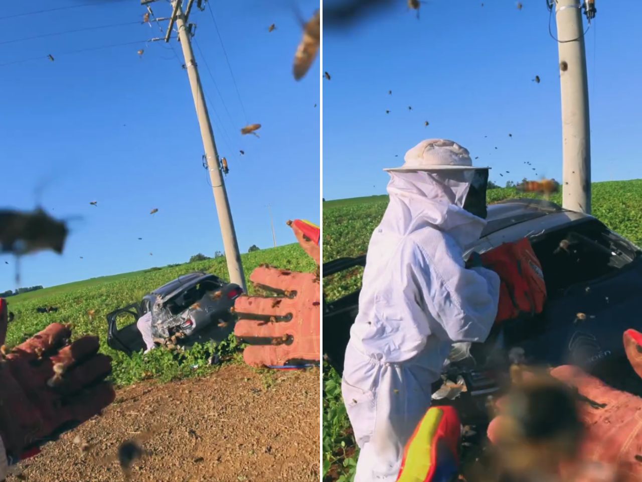 abelhas-invadem-carro,-causam-acidente-e-deixam-crianca-e-mulheres-feridas;-video