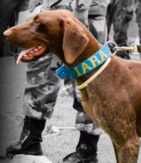 video:-cadela-farejadora-morre-durante-deslocamento-para-buscas-de-criancas-em-bacabal