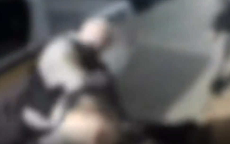 cachorro-comunitario-e-baleado-por-pm-durante-acao-militar;-veja-video