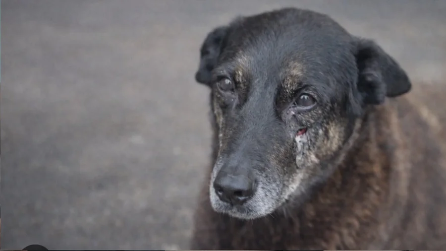 cao-orelha:-psiquiatras-evitam-associar-caso-a-‘psicopatia’