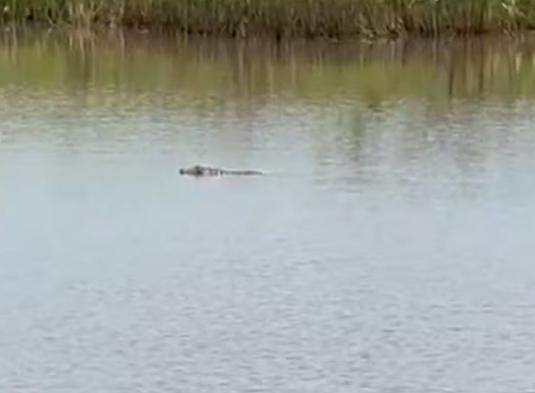 corpo-de-idoso-e-encontrado-em-rio-com-marcas-de-mordida-de-jacare