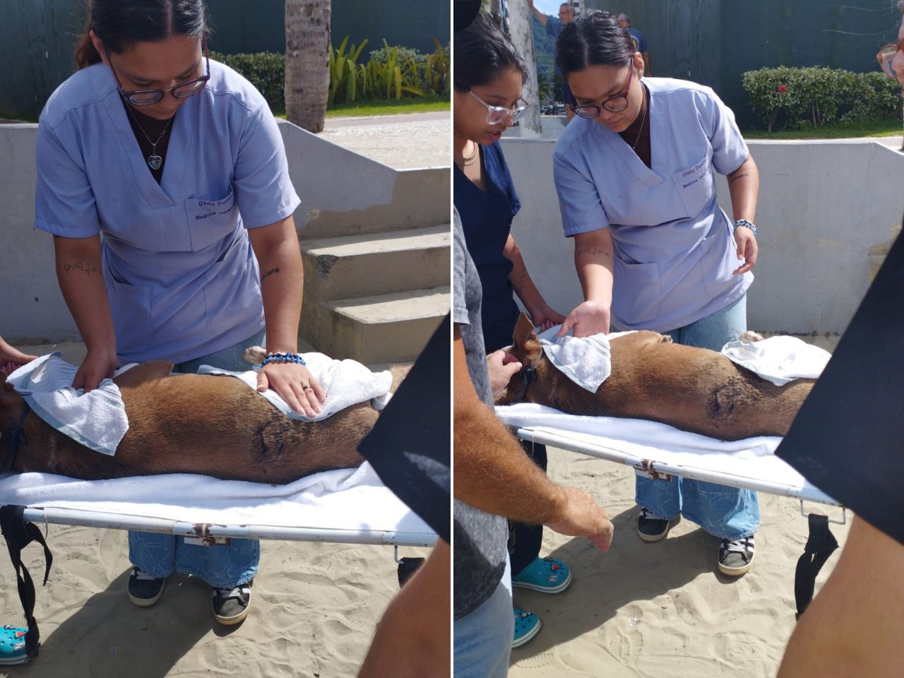 apos-caso-do-‘orelha’,-cachorro-de-guarda-vidas-e-atacado-a-facadas