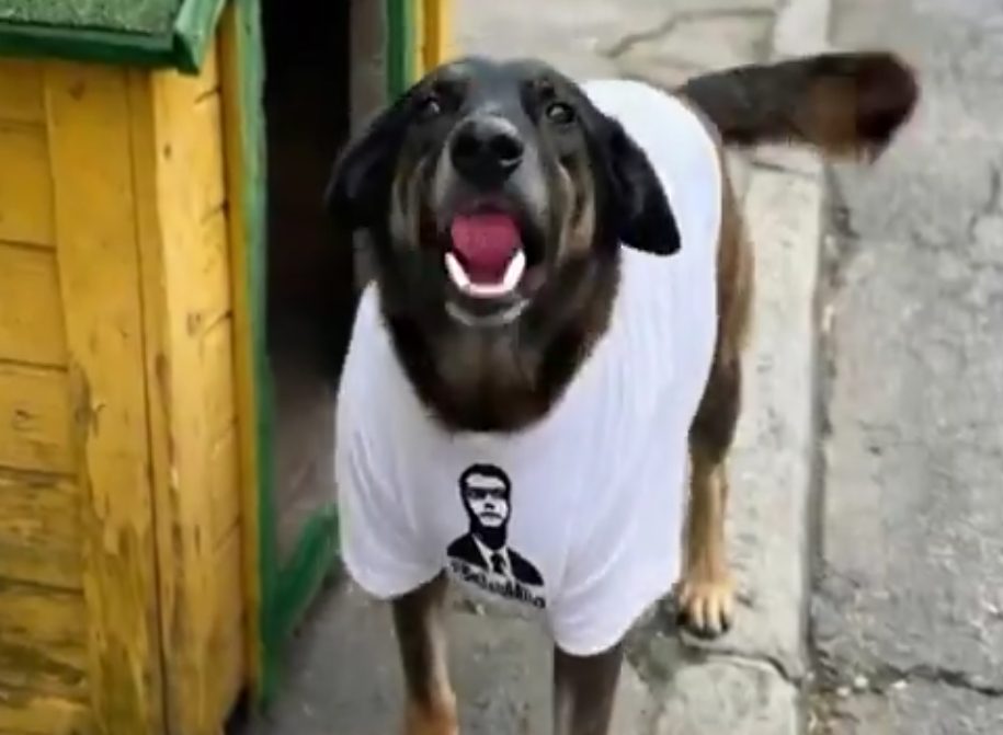 bolsonaristas-geram-video-do-cao-orelha-com-ia-e-acusam-esquerda-apos-morte-do-animal