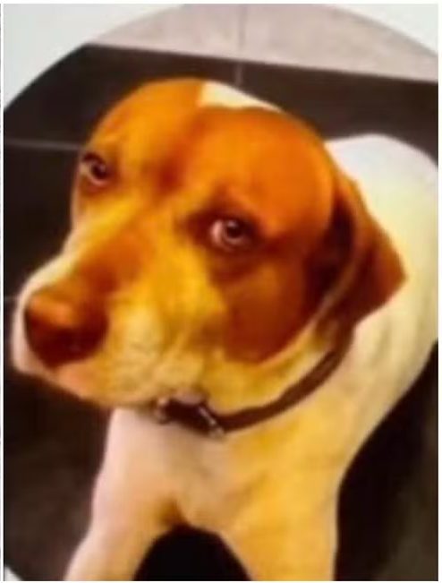 cachorro-comunitario-e-morto-a-tiros-em-avenida-da-zona-leste-de-sao-paulo;-video