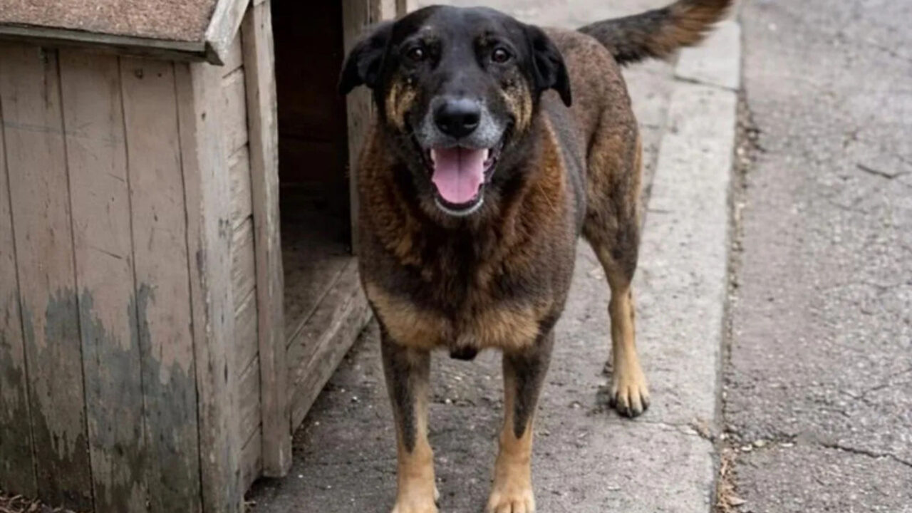 morte-de-orelha-acende-alerta-sobre-redes-de-tortura-de-animais-na-internet