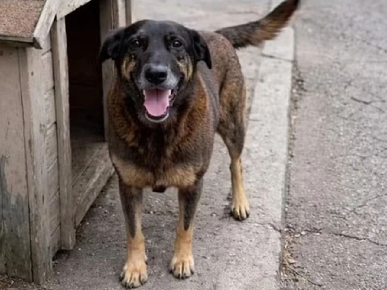 cao-orelha:-investigacao-revela-outros-crimes-cometidos-pelos-adolescentes