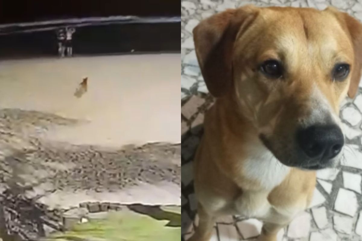 video-mostra-cao-caramelo-sendo-capturado-na-mesma-praia-em-que-orelha-foi-morto