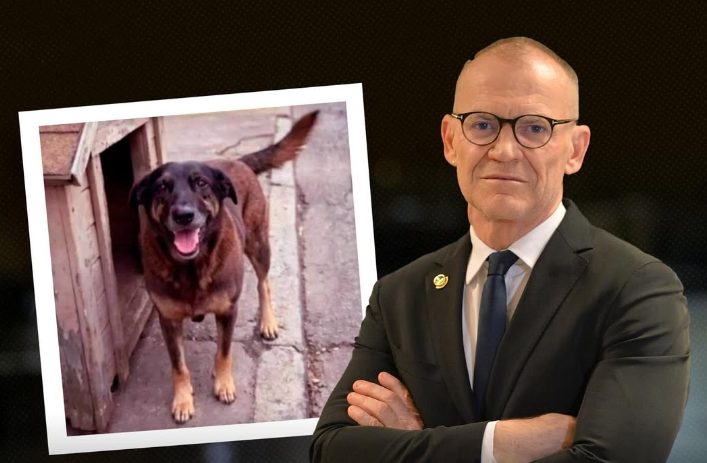 senador-propoe-‘lei-orelha’-para-punir-menores-em-casos-de-maus-tratos-a-animais