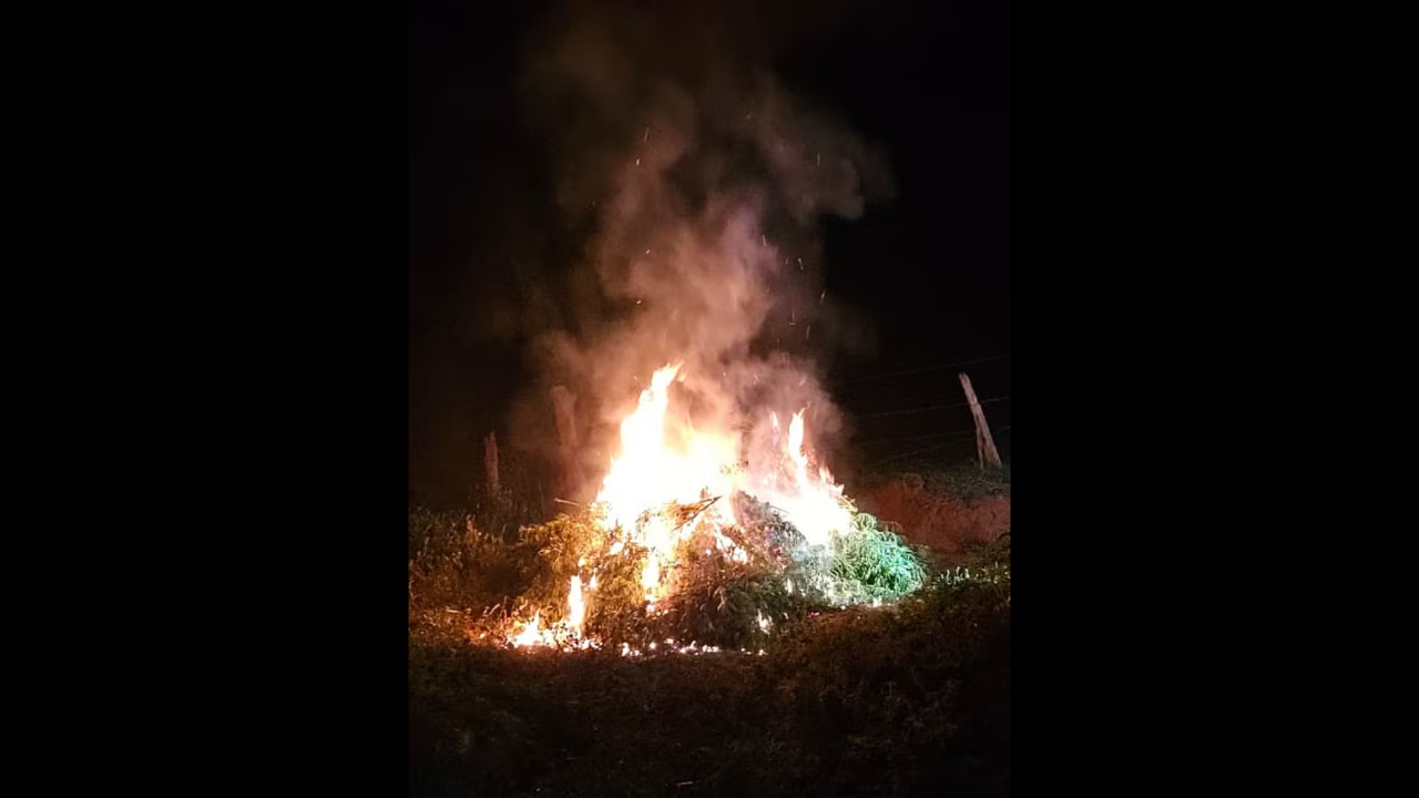 plantacao-de-maconha-e-encontrada-e-destruida-pela-policia;-veja-video