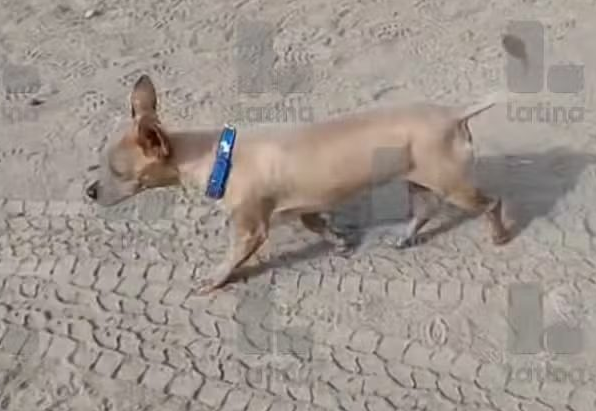 cachorro-sobrevive-a-queda-de-helicoptero-que-deixou-15-vitimas